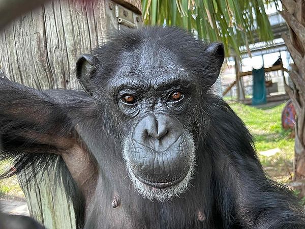 出生就被关实验室！28岁黑猩猩第1次看到天空...神情让人心碎（组图） - 4