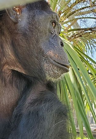 出生就被关实验室！28岁黑猩猩第1次看到天空...神情让人心碎（组图） - 2