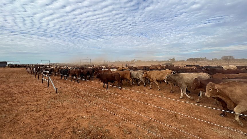 牛只数量猛增，澳洲牛肉价格预期会下降（图） - 1