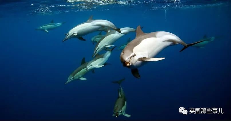 电视台播海洋纪录片遭观众投诉：海豚交配是儿童不宜画面！…这？（组图） - 6