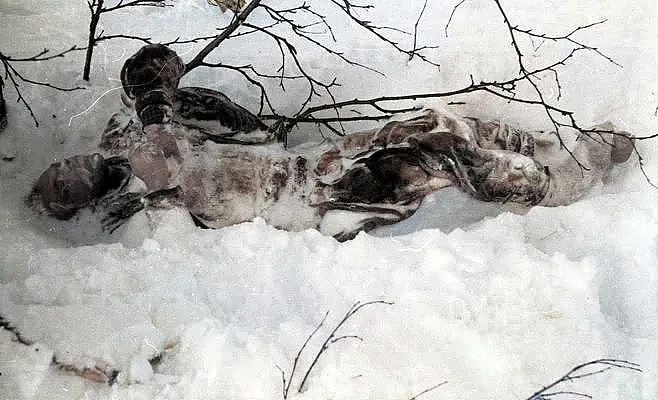 诡异！9名大学生离奇丧命于雪山，死时只着内衣、舌头被拔！至今仍是未解之谜......（组图） - 3