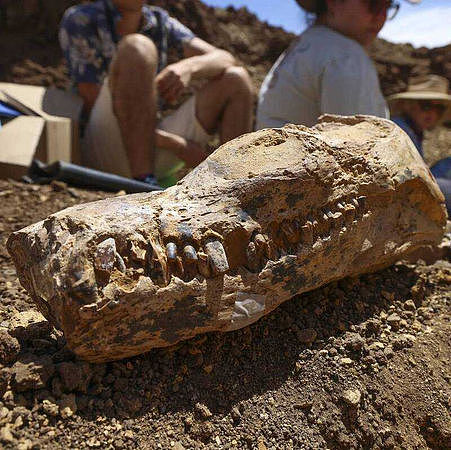 澳洲牧场挖出7公尺巨大水怪遗骸！专家揭惊人身分：太罕见（组图） - 2