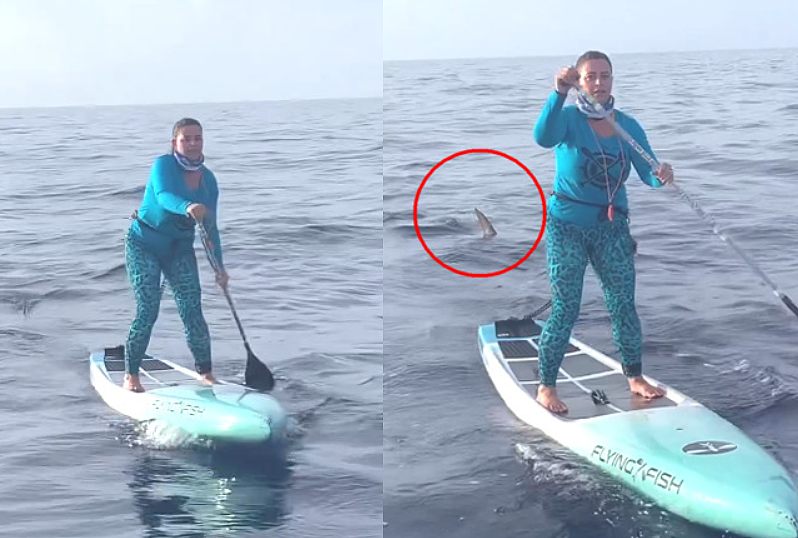 女子滑立桨遭双须鲨追杀！众人吓坏大喊：快划就在妳身后（视频/组图） - 2