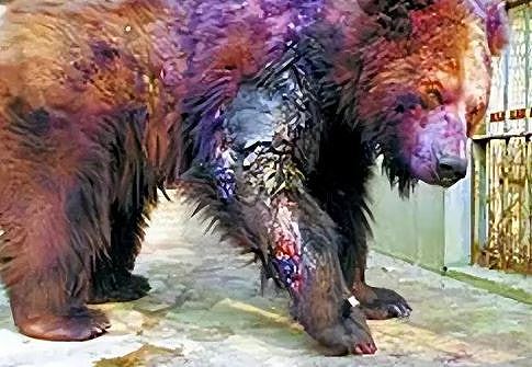 清华生用硫酸泼伤5熊只为证嗅觉敏感，21年后却成中科院专家（组图） - 3