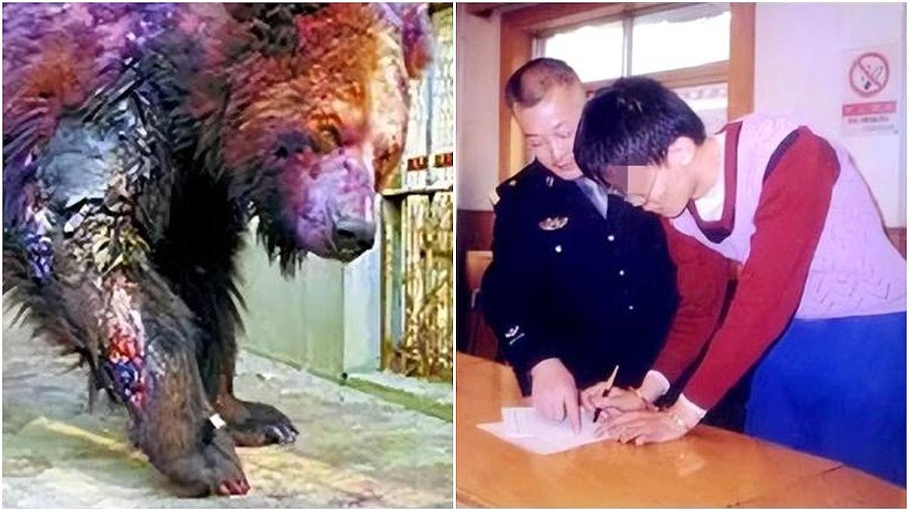 清华生用硫酸泼伤5熊只为证嗅觉敏感，21年后却成中科院专家（组图） - 1