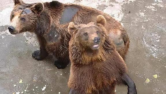 清华生用硫酸泼伤5熊只为证嗅觉敏感，21年后却成中科院专家（组图） - 4