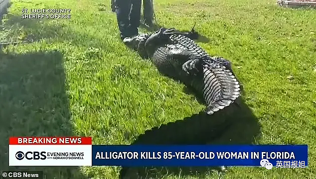 可怕！美国女性遛狗时被3米长鳄鱼袭击咬死，鳄鱼“护食”守着她尸体，不让救援队靠近（组图） - 14