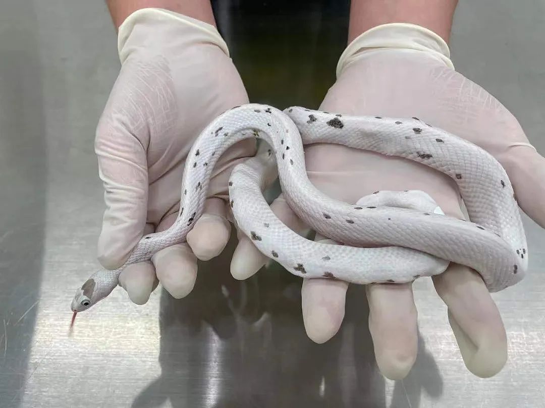 深圳一女子过海关时被查，其胸口搜出5条用丝袜包裹的活体蛇类（视频/组图） - 2