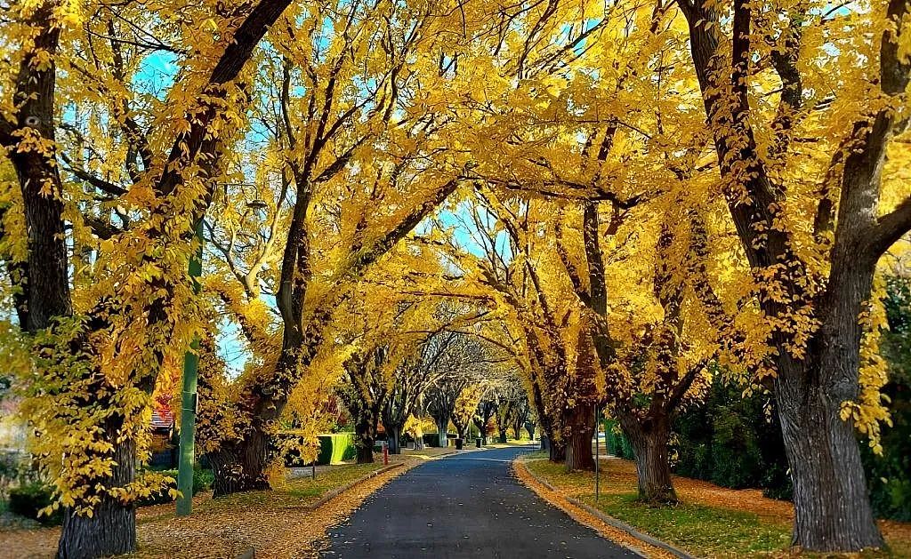 堪培拉“最美街道”房屋上市！Griffith最出片街景，每年秋天超多人打卡（组图） - 1