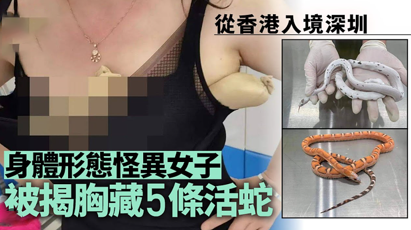 奇葩走私案例曝光：胸部藏5条活蛇入境！女子被拦下……（组图） - 4