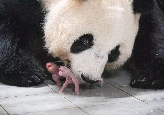 旅韩大熊猫“华妮”诞下双胞胎，情况稳定（组图） - 3