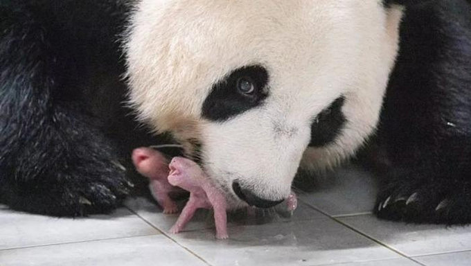 旅韩大熊猫“华妮”诞下双胞胎，情况稳定（组图） - 1