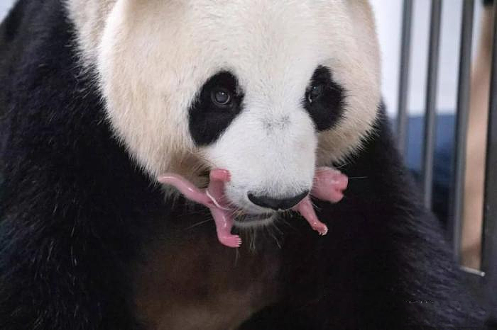 旅韩大熊猫“华妮”诞下双胞胎，情况稳定（组图） - 2