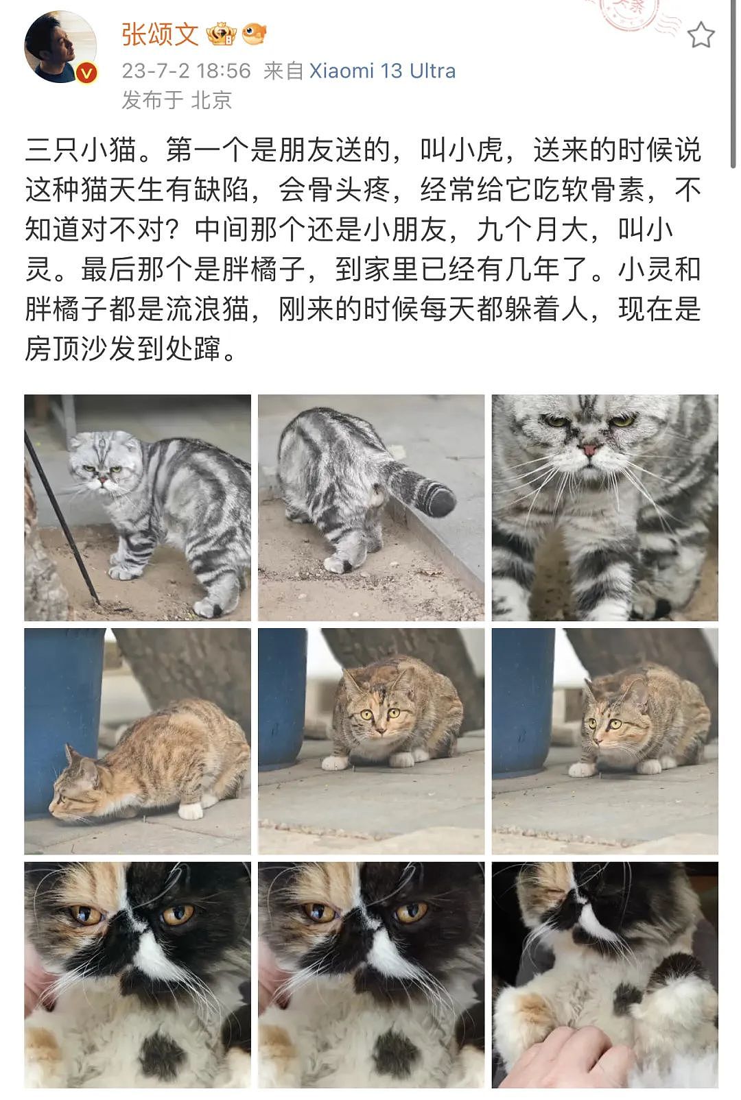 【宠物】张颂文好心收养折耳猫后，猫贩子竟碰瓷说正规繁育的不发病，简直太荒唐了（组图） - 1