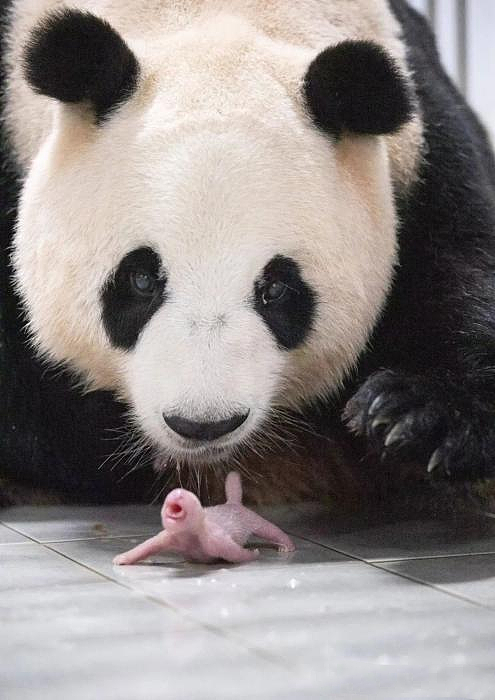 旅韩大熊猫“华妮”诞下双胞胎，情况稳定（组图） - 6