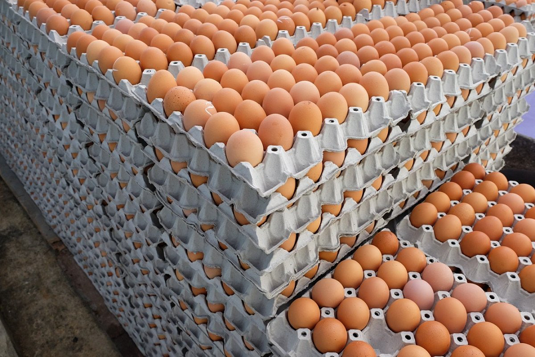 要命！澳洲鸡蛋价格即将暴涨，一盒$15真的吃不起了（组图） - 2