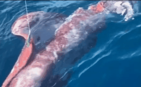澳男钓鱼拉起100公斤巨兽！翻面一看全是牙印，身体被撕碎（视频/组图） - 3