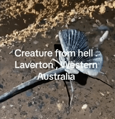 澳洲“神秘生物”全球走红，被称为“来自地狱的生物”！长相太诡异，如同外星异形（组图） - 2