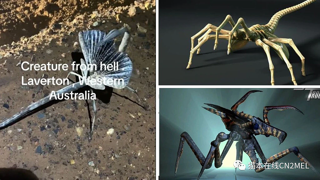 澳洲“神秘生物”全球走红，被称为“来自地狱的生物”！长相太诡异，如同外星异形（组图） - 3