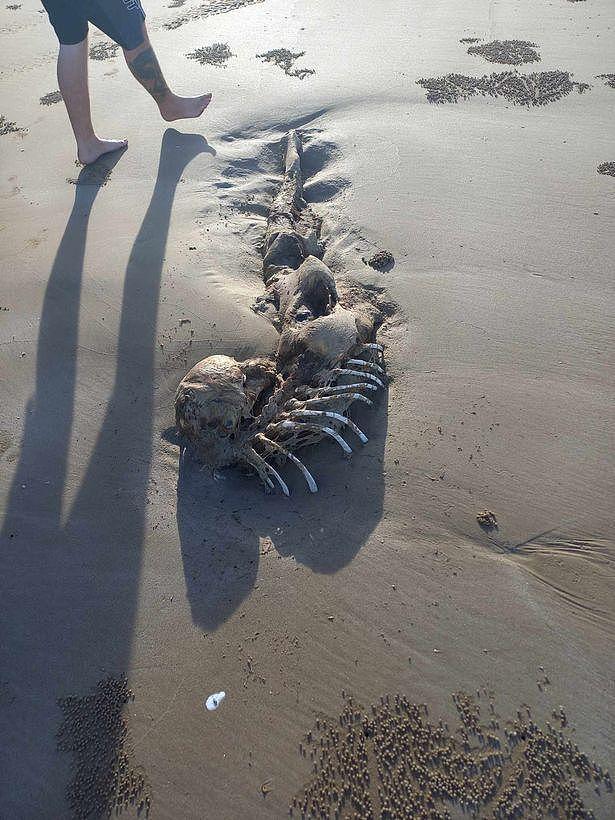 澳洲海滩惊现神祕尸骸！当地民众拍下照片引发热议，网友：是美人鱼（组图） - 3