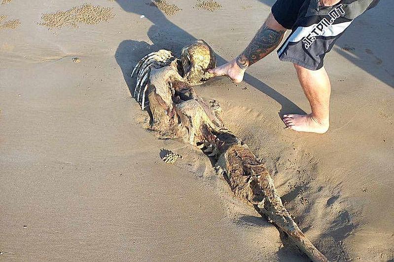 澳洲海滩惊现神祕尸骸！当地民众拍下照片引发热议，网友：是美人鱼（组图） - 2