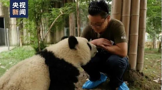 网红熊猫饲养员“出轨睡粉”被曝光：我只觉得离谱…（组图） - 2