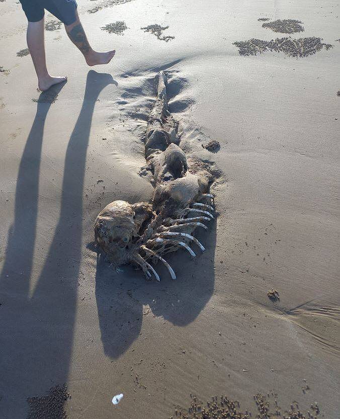 澳洲沙滩发现“人鱼”遗骸？专家这样说……（组图） - 1