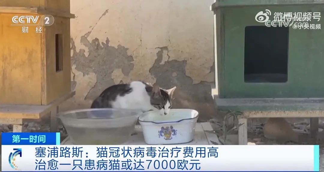 【宠物】猫岛惨剧！猫冠状病毒蔓延，致死率近90%，超30万只猫死亡（视频/组图） - 5