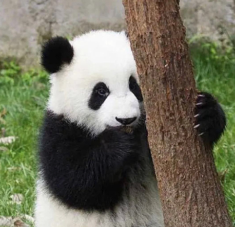 网红熊猫饲养员“出轨睡粉”被曝光：我只觉得离谱…（组图） - 1