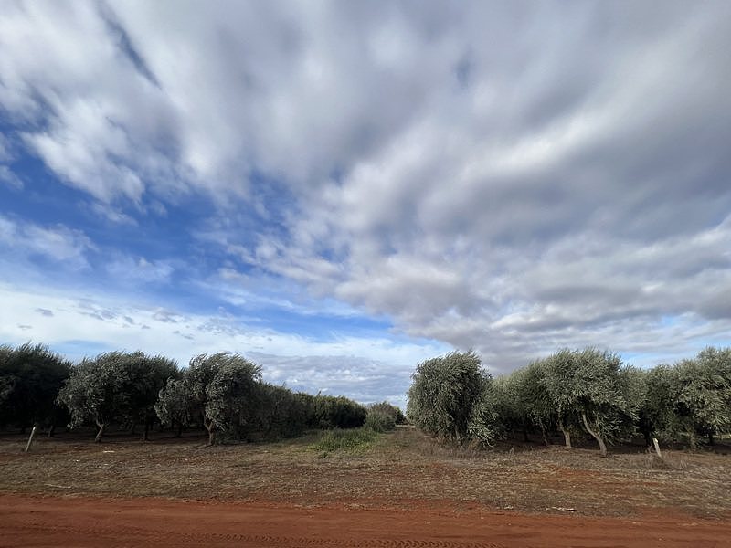 绵羊油发迹的澳洲吴家，飞越澳洲寻找梦中的橄榄园！积极转型生产橄榄油（组图） - 9