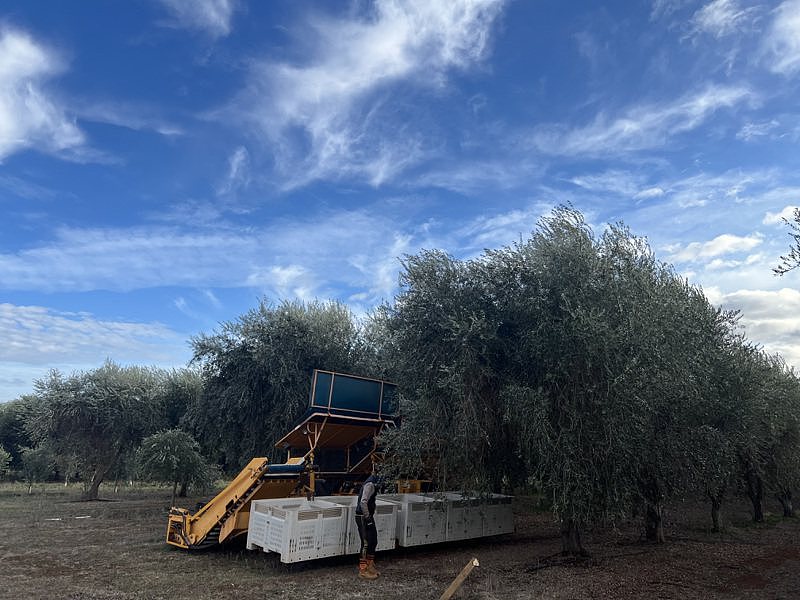 绵羊油发迹的澳洲吴家，飞越澳洲寻找梦中的橄榄园！积极转型生产橄榄油（组图） - 12