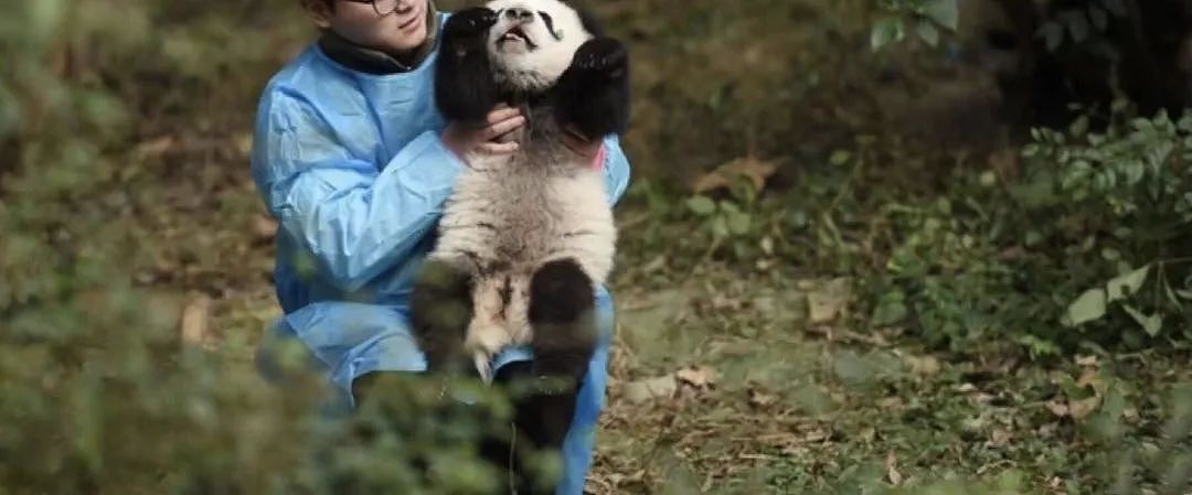 网红熊猫饲养员被爆睡粉后跑路，女粉丝知三当三，怀孕后全网寻人（组图） - 3