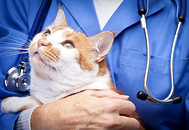 致死率95%！猫冠状病毒已致30万只猫死亡，会传染人吗？（组图） - 10