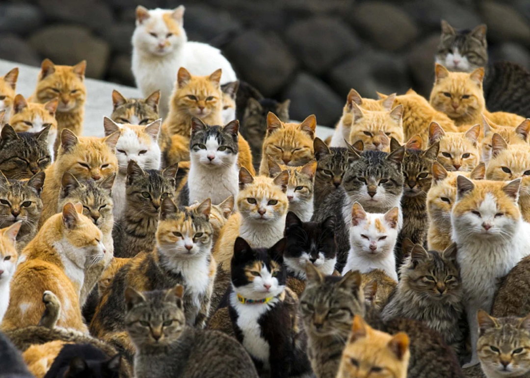 致死率95%！猫冠状病毒已致30万只猫死亡，会传染人吗？（组图） - 2