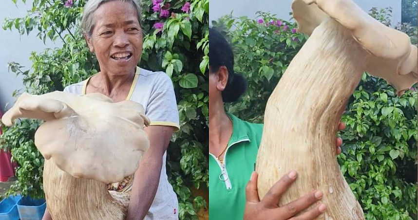 重量堪比小婴儿！云南村民挖出3.2公斤“巨菇”比成人大腿还粗（图） - 1