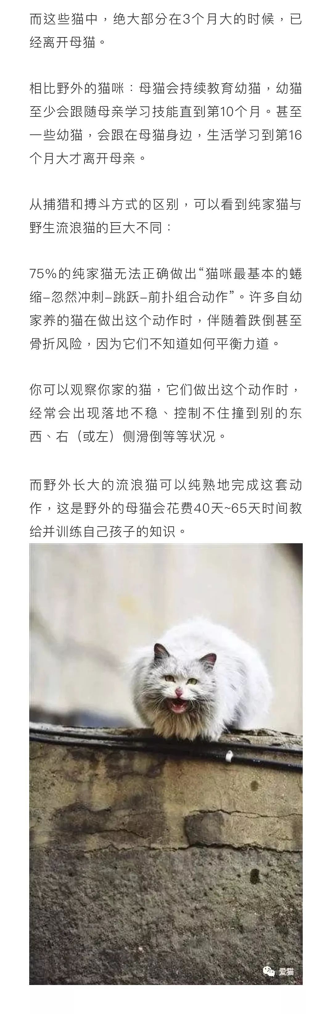 【宠物】研究：宠物猫被遗弃后，30%的猫会在6个月内死去（组图） - 5