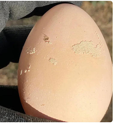澳女发现买来的鸡蛋上长满颗粒状凸起，专家：到底能不能吃？（组图） - 1