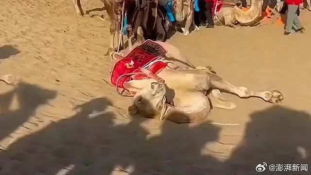 太火爆！敦煌骆驼疑似被人“骑死”？官方回应来了（视频/组图） - 1