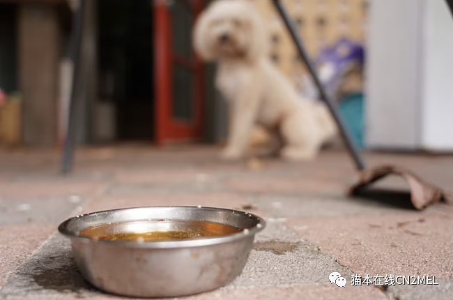 澳专家警告：宠物狗别喝公共区域的水！致命疾病威胁， 澳洲正面临宠物狗疫苗危机（组图） - 1