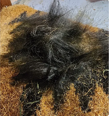 恐怖怪事，澳人发现地毯上长出了一丛黑色长发！专家示警：恐损害健康（组图） - 2