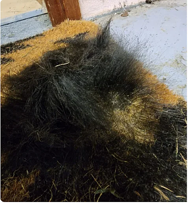 恐怖怪事，澳人发现地毯上长出了一丛黑色长发！专家示警：恐损害健康（组图） - 1
