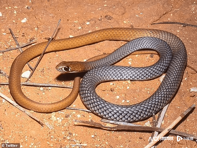 澳大利亚惊现毒蛇新品种“鞭蛇”，行动迅速，竟白天出来捕食（组图） - 1