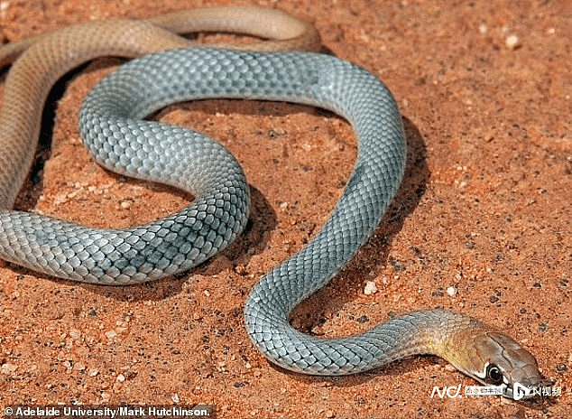 澳大利亚惊现毒蛇新品种“鞭蛇”，行动迅速，竟白天出来捕食（组图） - 2
