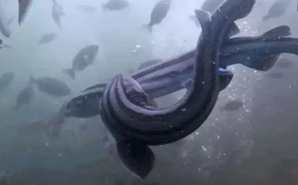 生物学家罕见捕捉到两条“外星鲨鱼”交配镜头（视频/组图） - 1