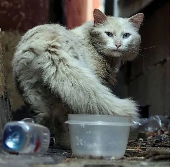 【宠物】散步时被超脏的流浪猫碰瓷，养一段时间后：捡到了刘亦菲，也太仙了（组图） - 13