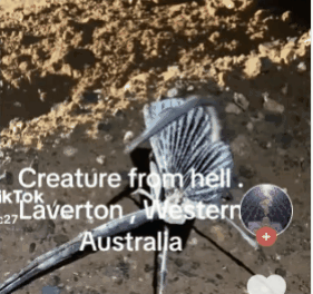 澳洲惊现“地狱怪虫”，视频引发抖音网友热议！真实身份竟是…（视频/组图） - 3