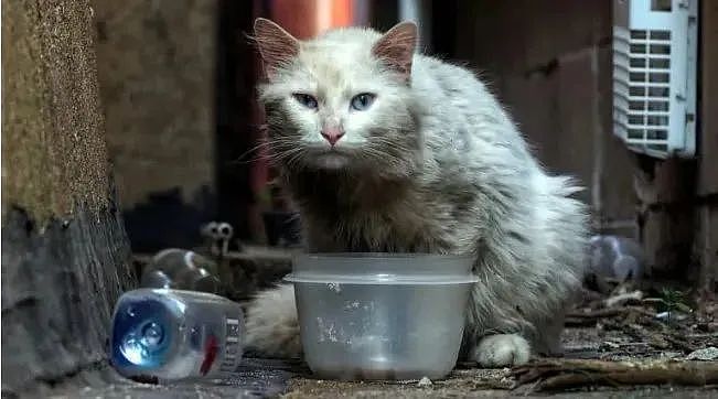 【宠物】散步时被超脏的流浪猫碰瓷，养一段时间后：捡到了刘亦菲，也太仙了（组图） - 15