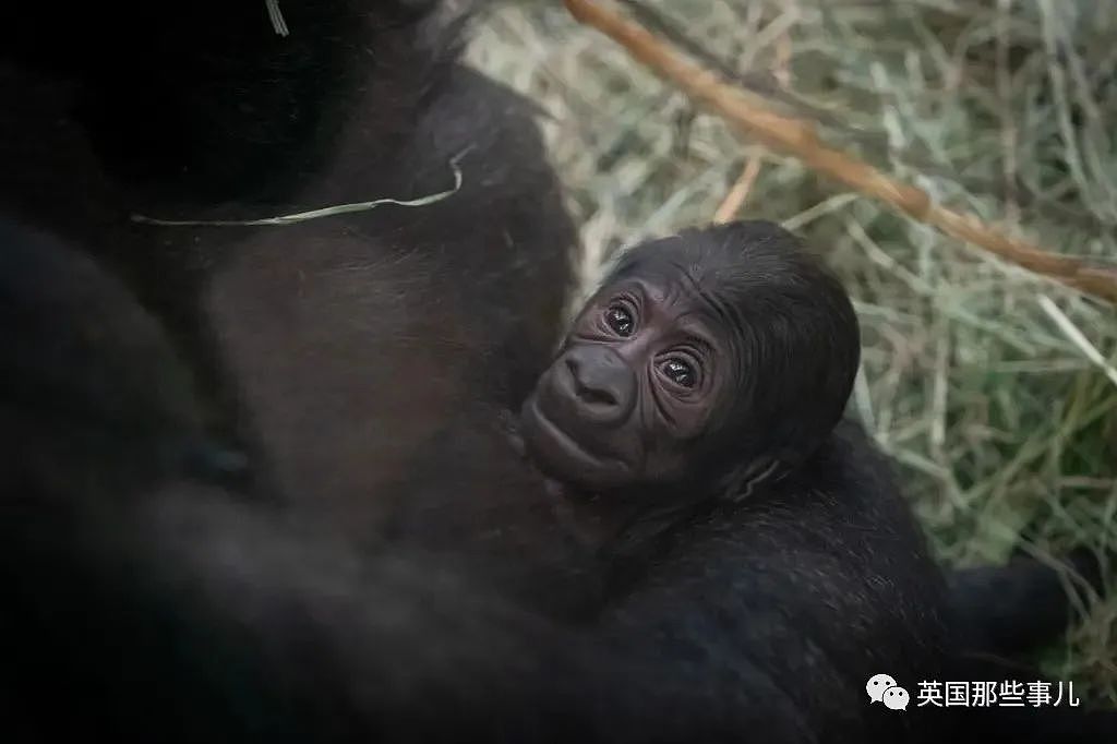 美国动物园“雄性”大猩猩忽然生娃，网友看懵：这都能搞错（组图） - 4