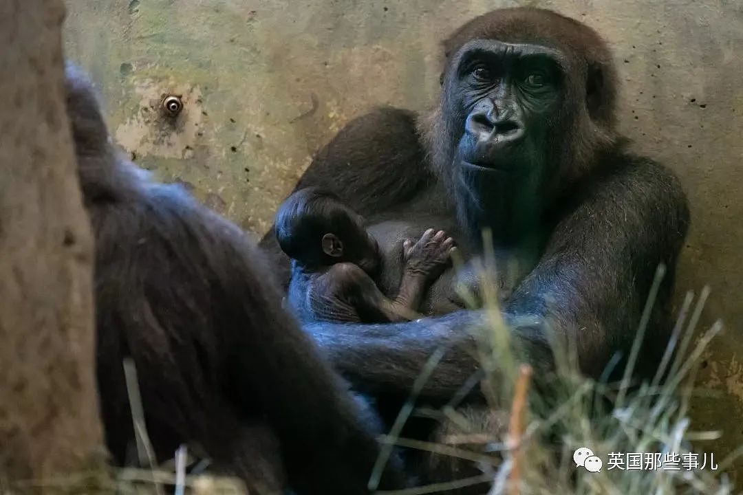 美国动物园“雄性”大猩猩忽然生娃，网友看懵：这都能搞错（组图） - 3