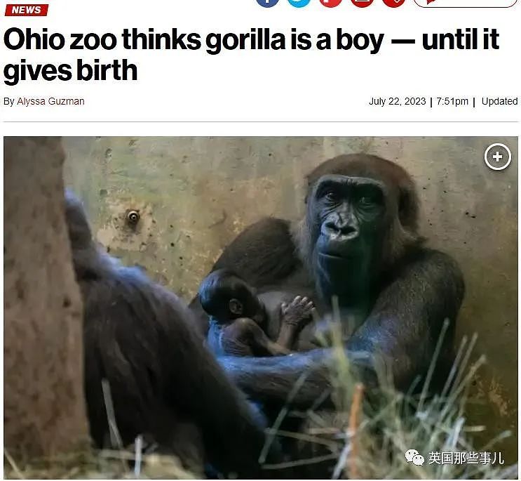 美国动物园“雄性”大猩猩忽然生娃，网友看懵：这都能搞错（组图） - 1